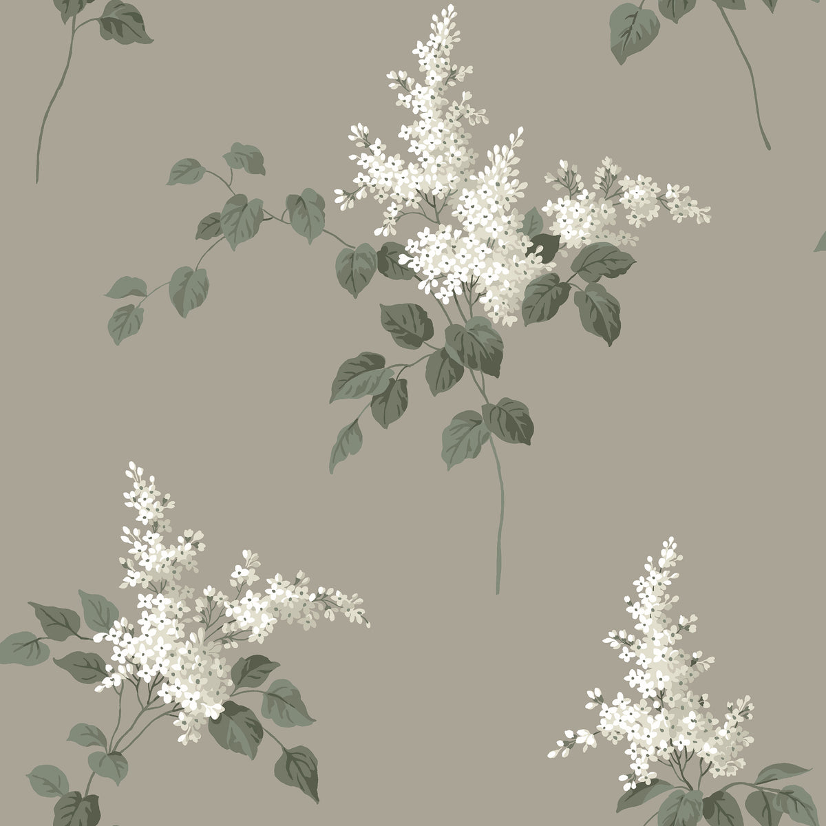 Lilacs - Closeup